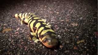 Metamorphosis Amphibian Nature Documentary [upl. by Crandell]