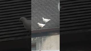 2 WHITE PIGEONS SCOTLAND RARE BIRDS [upl. by Ngo]