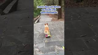 SkateboardHund meistert die Treppe 🐕🛹 Hund SkateboardHund Skateboard HundaufSkateboard [upl. by Dominus749]