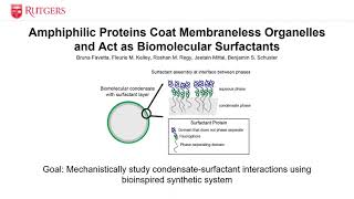 Amphiphilic Proteins Coat Membraneless Organelles and Act as Biomolecular Surfactants [upl. by Yrreb493]