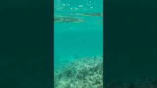 Mauritius Blue Bay Swimming with fishes [upl. by Carlynne]