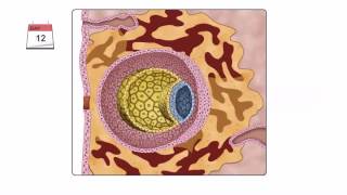 General Embryology  Detailed Animation On Second Week Of Development [upl. by Hniv]