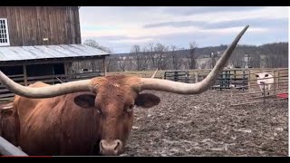 Longhorn Cows Hereford Cows amp Horses [upl. by Oneladgam]