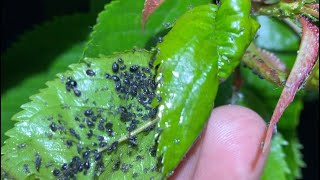 Best Method Stop Ants amp Aphids from Climbing on Cherry tree [upl. by Akila]