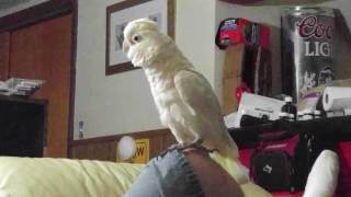 Goffin Cockatoo Being Silly [upl. by Daigle]