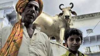 Sacred Cows In India [upl. by Perrins]