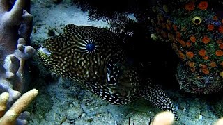 Raja Ampat Snorkeling around Friwen from Nyandetor homestay 2024 [upl. by Vashti]