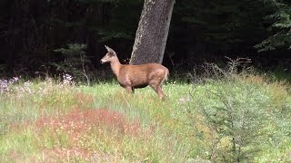 Huemul en la Carretera Austral 3 [upl. by Letram54]