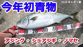 【カマス】アジングとショアジギングとノマセ釣り【青物】 [upl. by Haraj608]