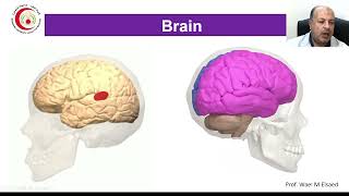 04 Cerebral hemisphere Brain sulci gyri amp cortical areas [upl. by Westberg]