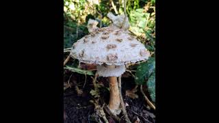 Parasol mushroom Wanstead Park London [upl. by Otreblig]