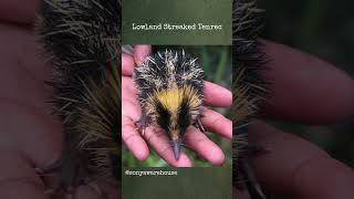 Lowland Streaked Tenrec [upl. by Hait]