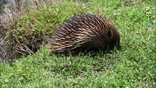 Echidna Reproduction The Marvels of Monotreme Mating [upl. by Eitsim]