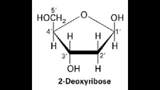 Number of Chiral centers and Stereoisomers Derieved from 2Deoxyribose [upl. by Yrtsed270]