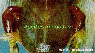 ASCITES OF POULTRY Pet me pani bharna [upl. by Ulah49]