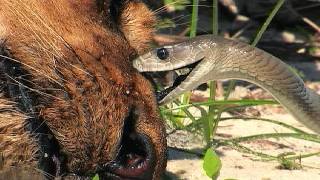 Black Mamba vs Dead Lion 02 Time Lapse Speed x2 [upl. by Frans610]