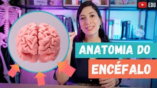 ANATOMIA geral do ENCÉFALO [upl. by Elleved]