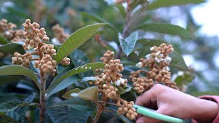 Making Cough Syrup from Loquat Flowers [upl. by Stacey422]