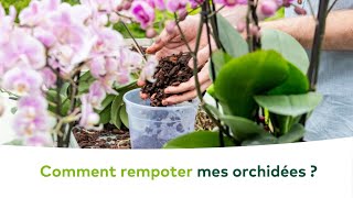 PLANTES DINTERIEUR  Comment rempoter et soigner mes orchidées [upl. by Joub639]