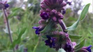 Common Bugloss Anchusa Officinalis  Alkanet  20120612 [upl. by Ennaesor]