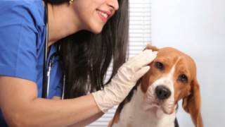 EpiOtic Ear Cleanser for Dog and Cat Ear Infections [upl. by Wilek284]