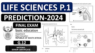 2024 GRADE LIFE SCIENCES P1 PREDICTIONS NOVEMBER EXAMS 2024 THUNDEREDUC BY M SAIDI [upl. by Anertak]