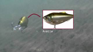 LIVETARGET Saltwater Series Menhaden Twitchbait [upl. by Geffner]