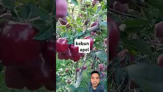 kebun apel merah fruit satisfying fresh buahnya shorts [upl. by Arac]