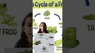 Life cycle of frog  what is tadpole tadpole frog insects lifecycle [upl. by Laura]