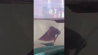 Betta breeding part 2 bettafish betta fighterfish fish [upl. by Eurd657]