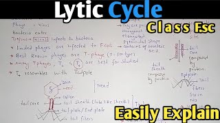 Lytic Cycle Of Bacteriophage Fully Explained In Urdu  Class 11 Biology [upl. by Sibbie]