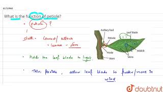 What is the function of petiole [upl. by Hurlow]