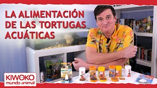 ¿Qué comen las tortugas 🐢 Alimentación de las tortugas acuáticas [upl. by Jemine165]