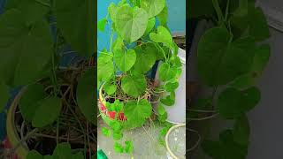 Medicinal plant hai Giloy ka gardening [upl. by Olrac]