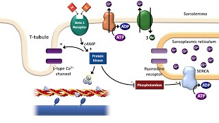 Cardiac ExcitationContraction Coupling [upl. by Amadus364]