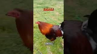 Leipers Characteristics and Fighting Styles gamefowlbreeder gamefowlbreeding gamefowls animals [upl. by Mikey292]