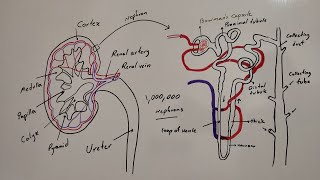 NEPHRON structure physiology [upl. by Syman]