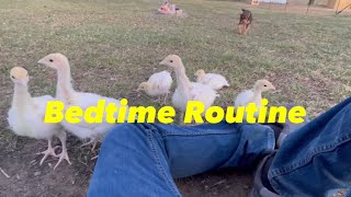 Turkey Poults Follow The Farmer To Bed 🥰 [upl. by Crandale]