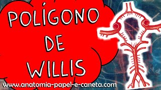 Artérias do encéfalo Parte 13  POLÍGONO DE WILLIS [upl. by Westphal]