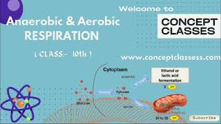 Anaerobic amp Aerobic Respiration 10th [upl. by Hali154]