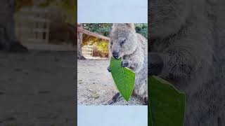 Quokka shortvideo viralshorts quokka [upl. by Kenimod105]