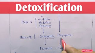 Detoxification  Metabolism of Xenobiotics  Conjugation Reactions  Biochemistry [upl. by Karola]