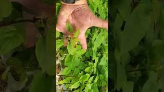 Northern Catalpa or Cigar Tree Catalpa speciosa growing at TreeTimeca greenhouses Aug 25 [upl. by Maridel371]