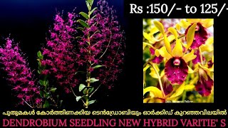 DENDROBIUM ORCHID NEW HYBRID VARIETIES 125 TO 150RS ONLY MINIMUM ORDER ANY 4 PLANTS [upl. by Sherwin]