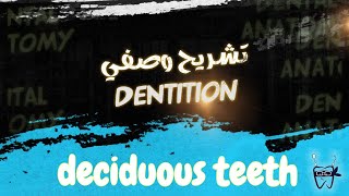 012 dentition  DECIDUOUS teeth Anterior AND Posterior [upl. by Achorn572]