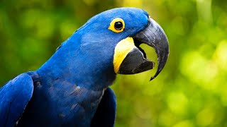 Hyacinth Macaw Sound  Hyacinth Macaw Sounds  Blue Macaw Call  Macaw Singing [upl. by Erreipnaej847]