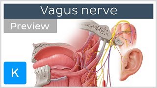 Vagus nerve location branches and function preview  Neuroanatomy  Kenhub [upl. by Ainex]