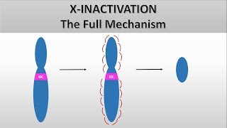 X Inactivation The full mechanism the formation of the Barr body Heterochromatin and euchromatin [upl. by Cartan]