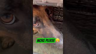 The best hoover ever 🤣 germanshepherd dog doglover trending puppy shorts fyp funny trend [upl. by Kerrin]