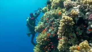 SCUBA Diving Egypt Red Sea  Underwater Video HD [upl. by Alasteir]